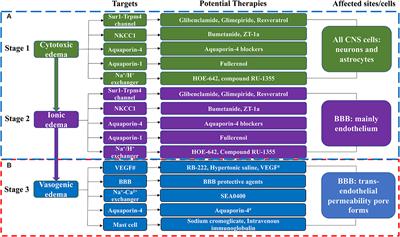 Potential Therapies for Cerebral Edema After Ischemic Stroke: A Mini Review